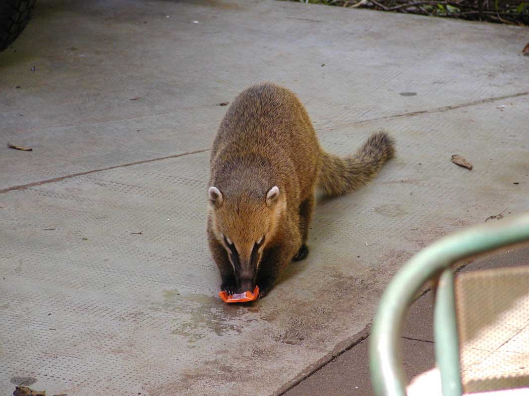 283 Iguazu Coati 1 P1010009