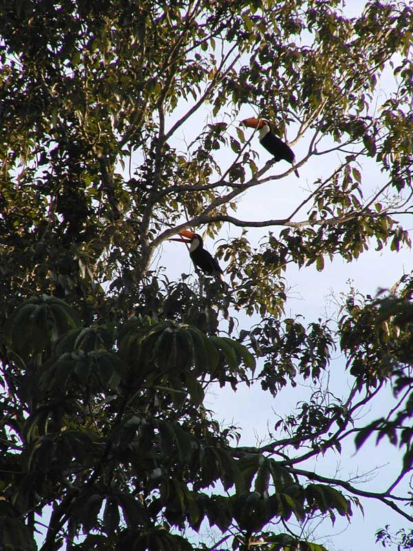 285 Iguazu Tucan 1P1010041