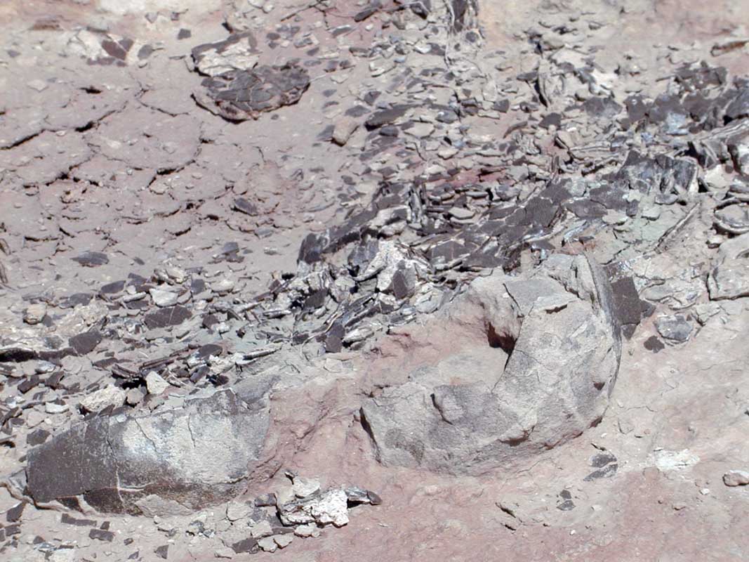 122 Auca Mahuevo P1010082