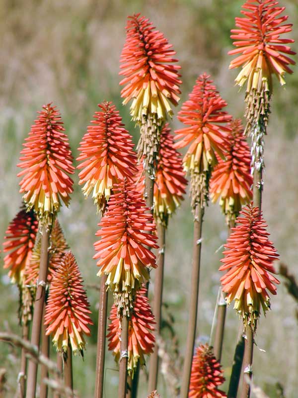 180 Baraloche P1010088