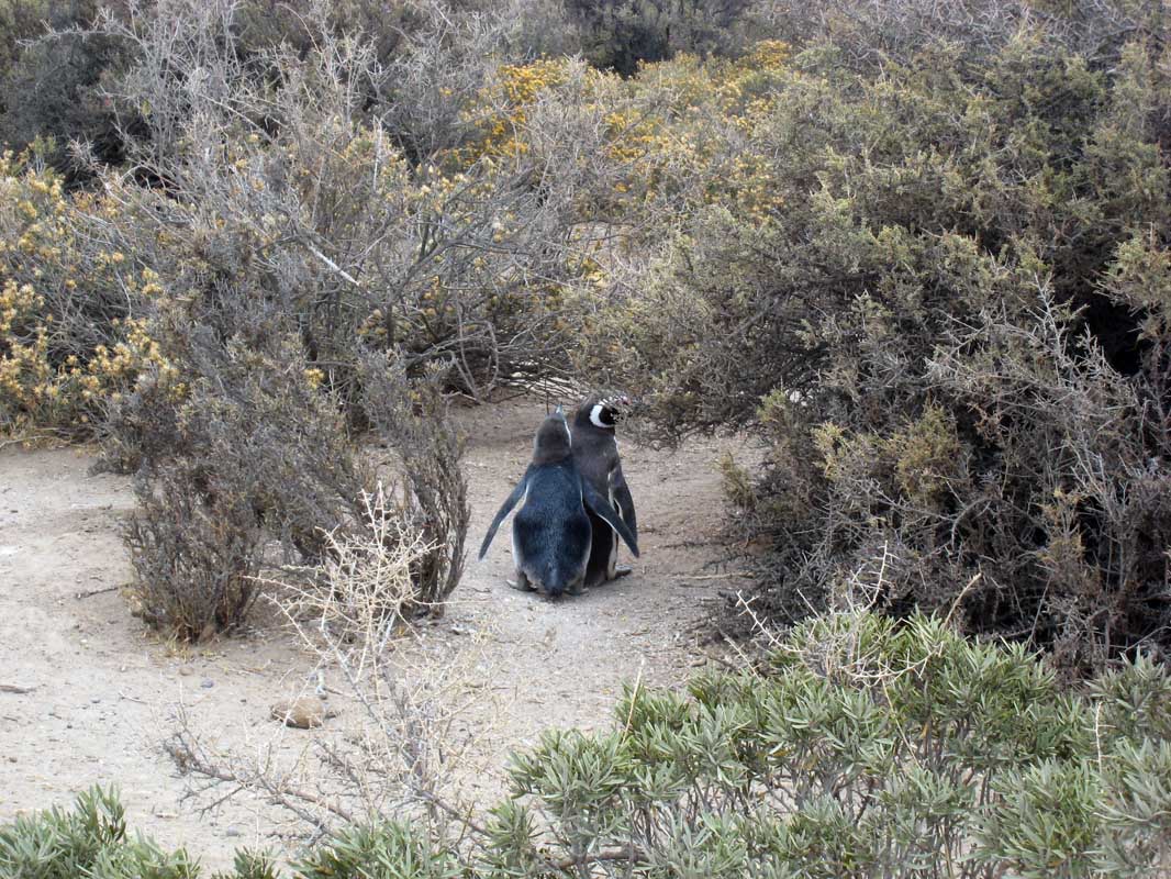 192 Punta Tombo IMG_0154