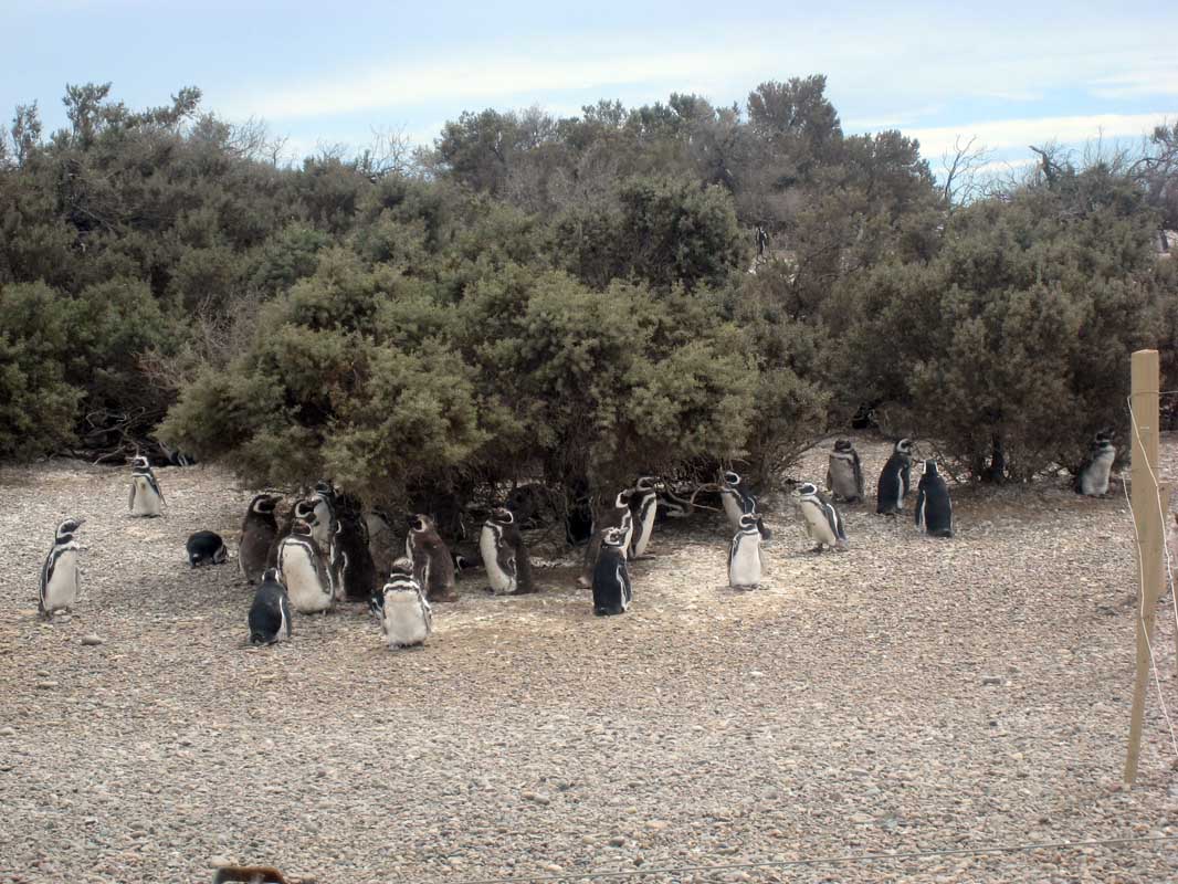 193 Punta Tombo IMG_0187