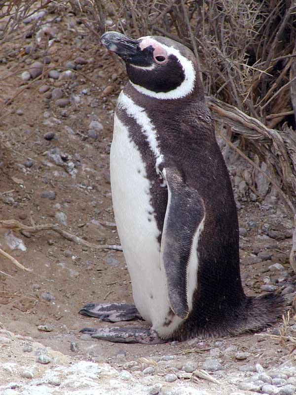 199 Punto Tombo P1010103