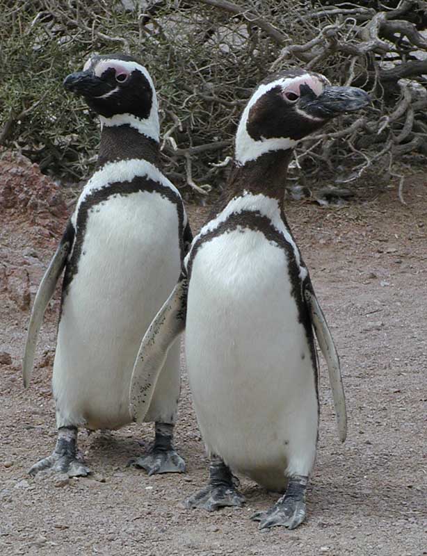 202 Punto Tombo P1010120