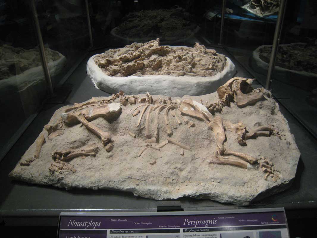 217 Museo Egidio Feruglio IMG_0212