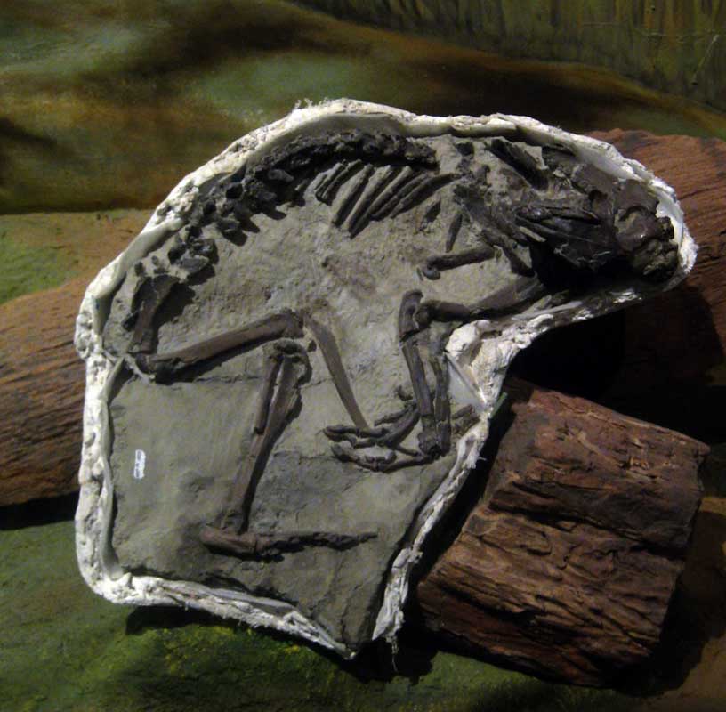 218 Museo Egidio Feruglio IMG_0215