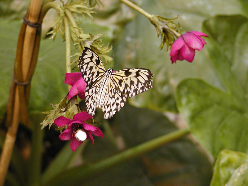 126 Vienna Butterfly House P5120028