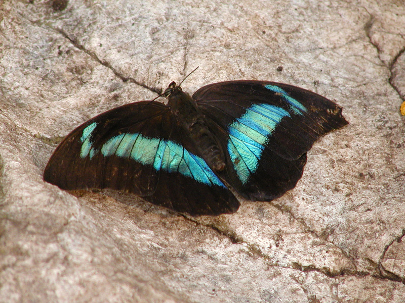 129 Vienna Butterfly House P5120035