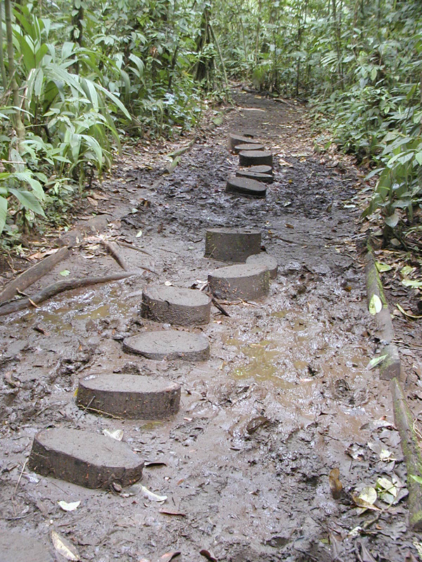 064 Tortuguero Hike P2190064