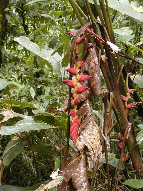 065 Tortuguero Hike P2190066