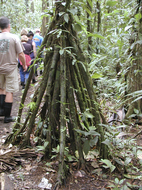 068 Tortuguero Hike P2190062