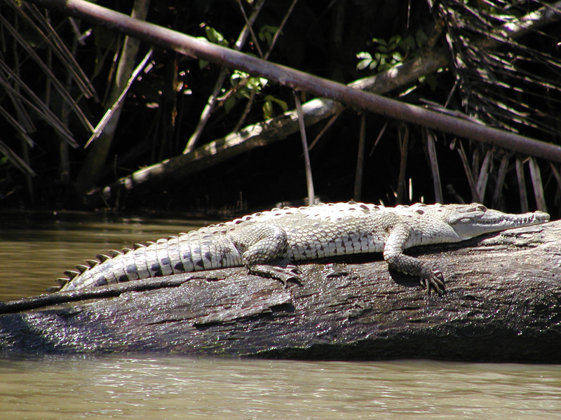 069 Tortuguero American Crock P2180024