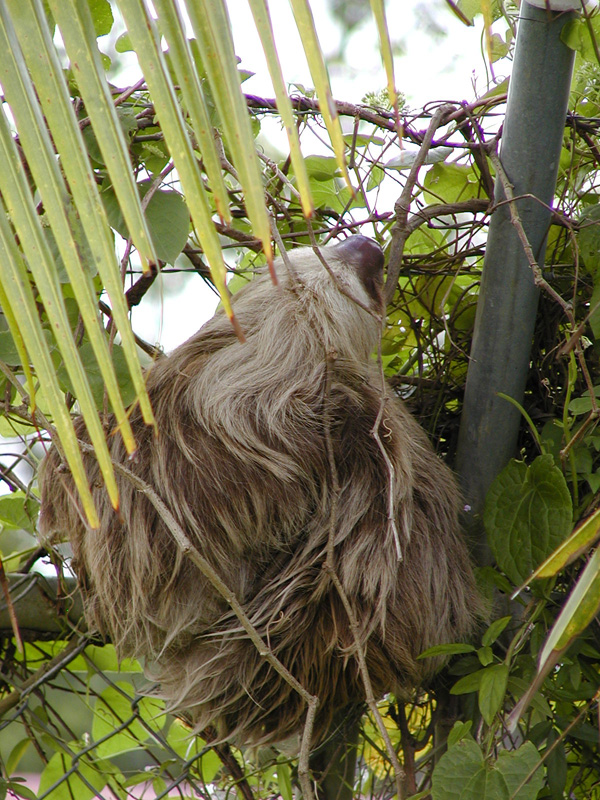 072 Tortuguero Two Toed Sloth P2180012