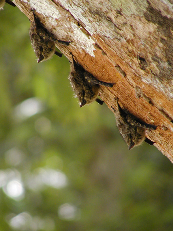 076 Tortuguero Bats P2200004