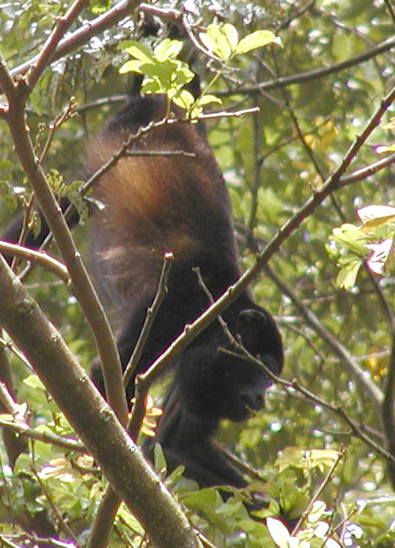 077 Tortuguero Howler P2190068