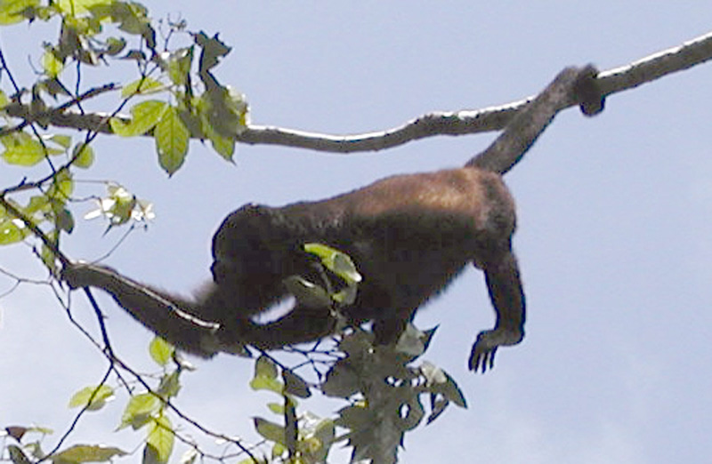 078 Tortuguero Howler P2190072a