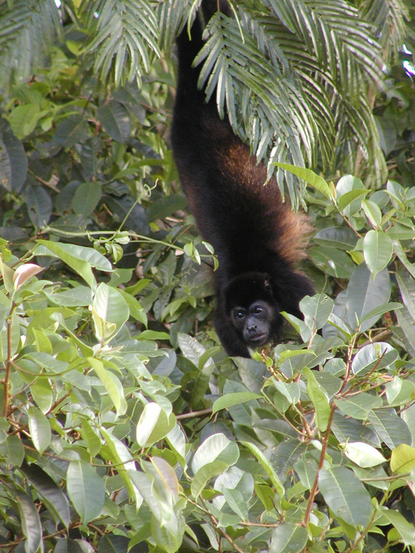 079 Tortuguero Howler P2190117