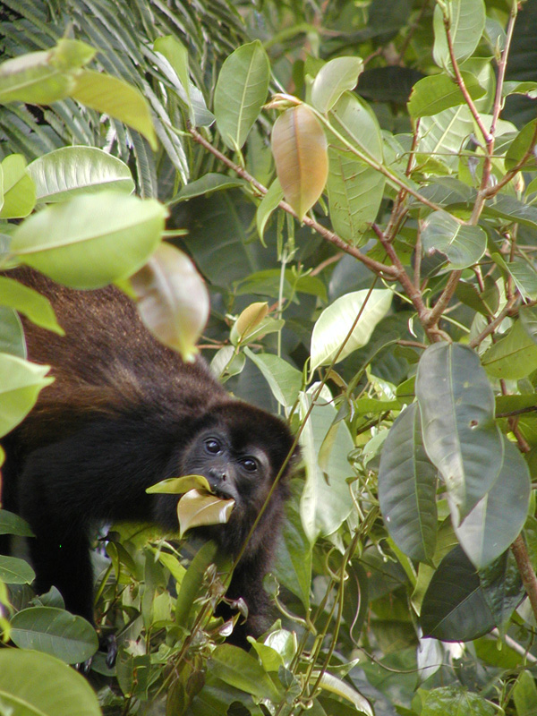 081 Tortuguero Howler P2190119