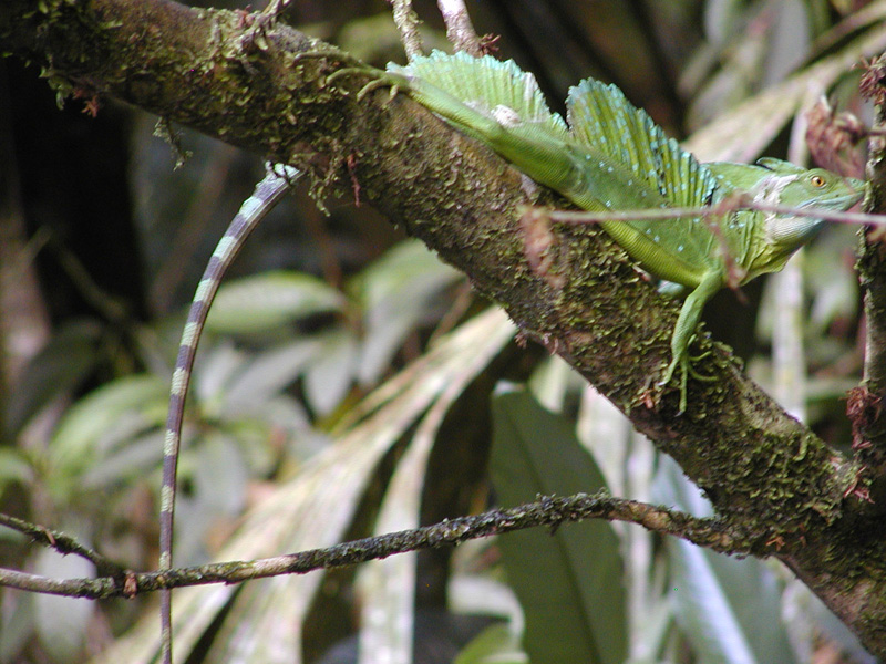 085 Tortuguero Iguana P2190131