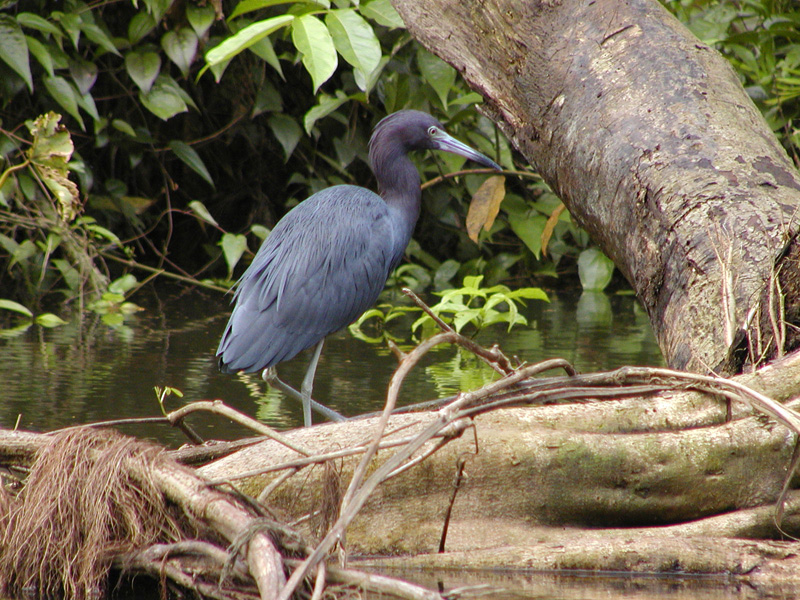 086 Tortuguero Little  Blue Heron P2190039