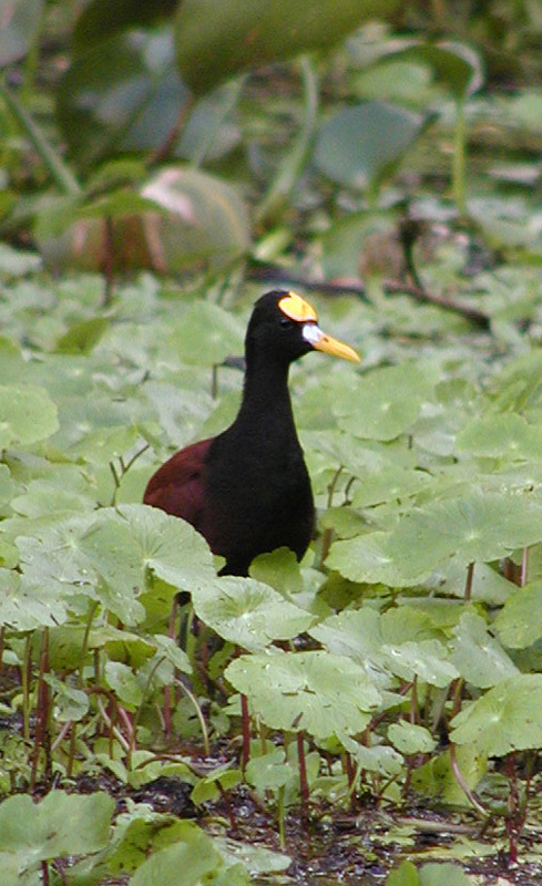 088 Tortuguero P21900104a