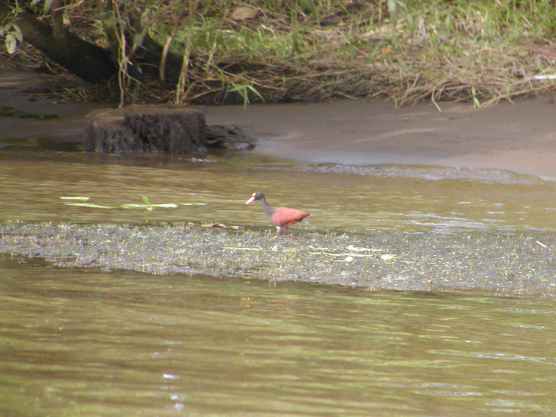 090 Tortuguero Gray Necked Wood Rail P2190082