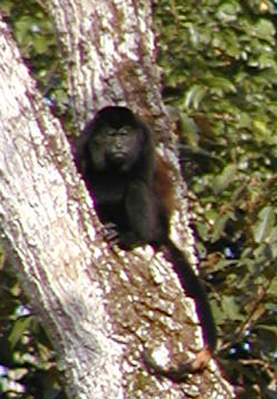 092 Tortuguero Spider Monkey P2190097a