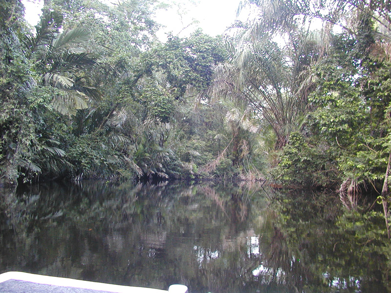 093 Tortuguero P2190127