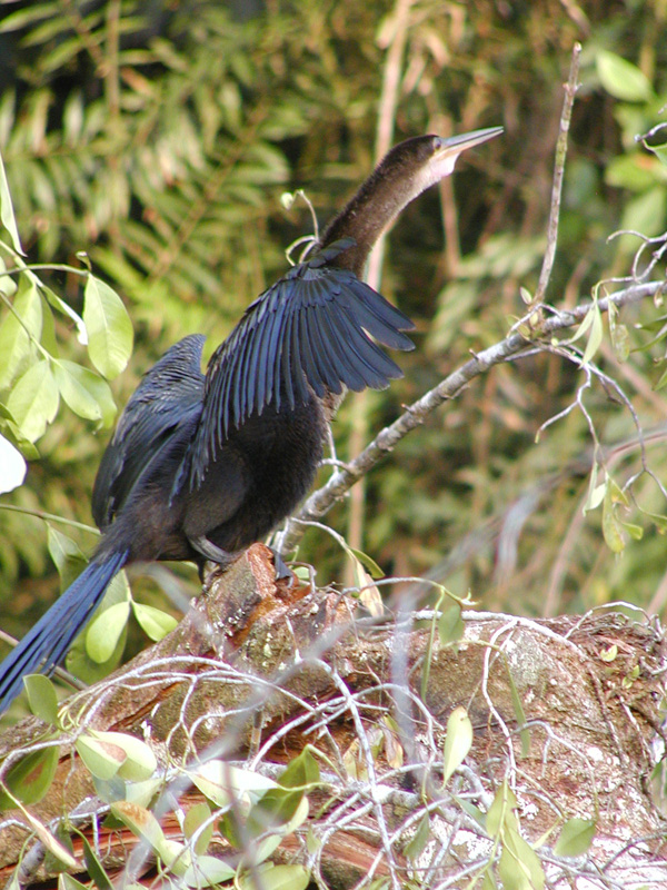 094 Tortuguero Cormorant P2190140