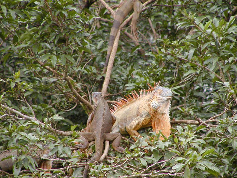 109 Arenal Iguanas P2210033