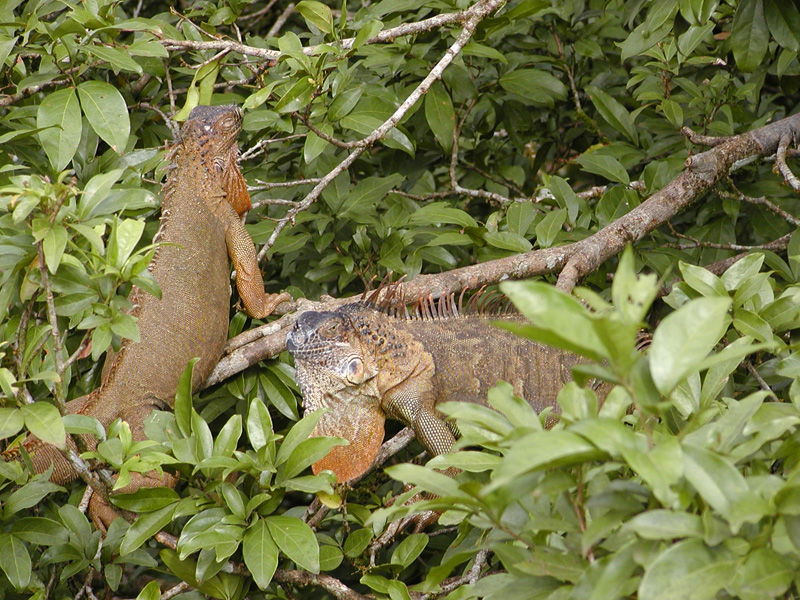 113 Arenal Iguanas P2210041