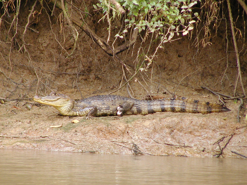 116 Cano Negro Cayman P2210055