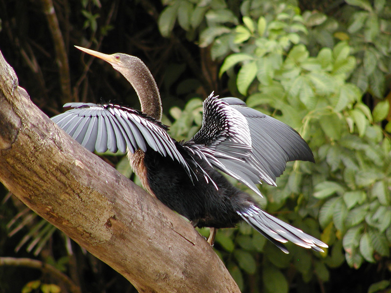 122 Cano Negro Anhinga P2210068