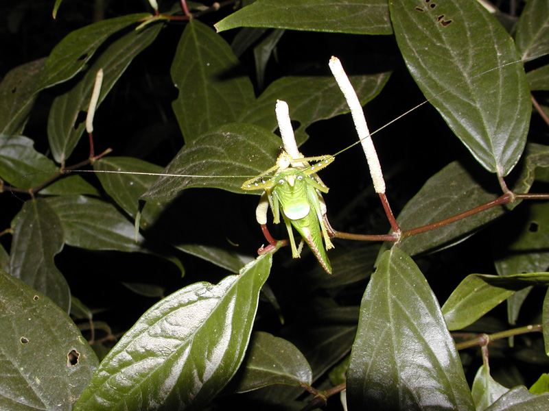 138 Monteverde Cicada P2220119