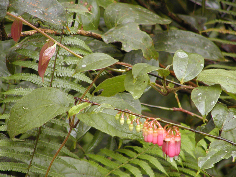 143 Monteverde Plant P2230123