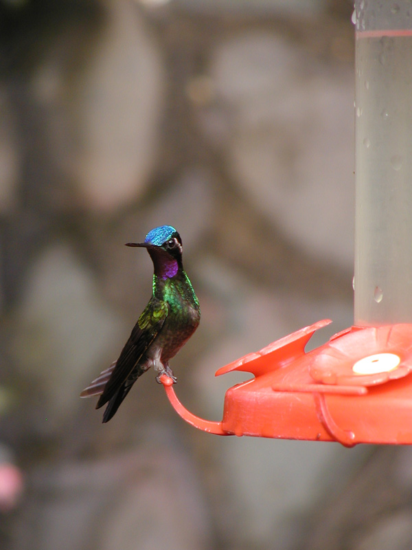 144 Monteverde Hummingbird P2230001