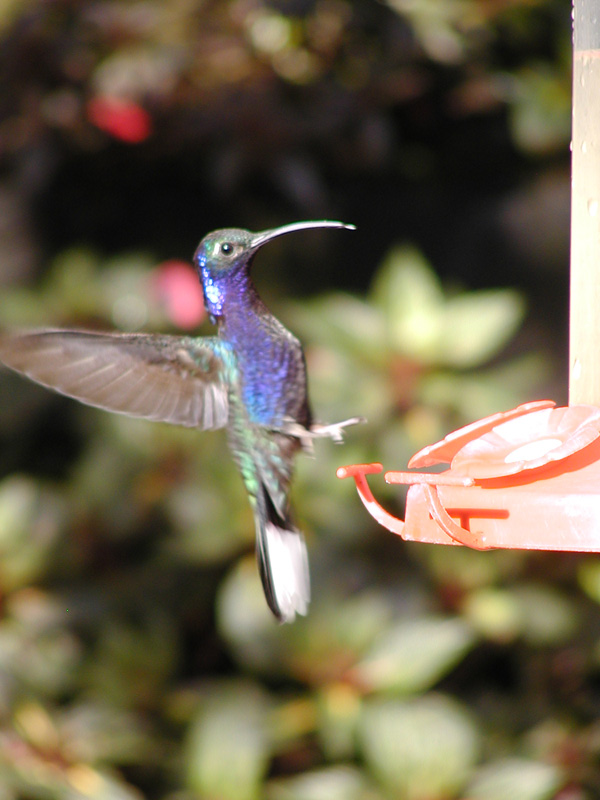 145 Monteverde Hummingbird P2230002