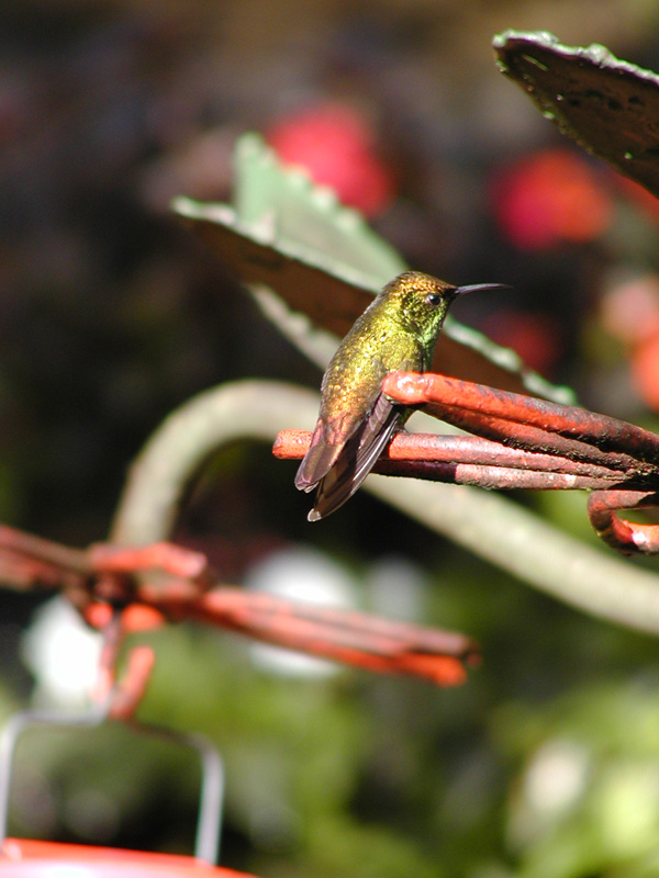 146 Monteverde Hummingbird P2230003