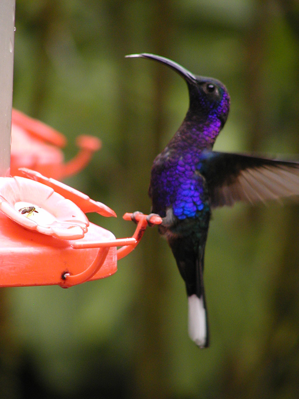 150 Monteverde Hummingbird P2230141