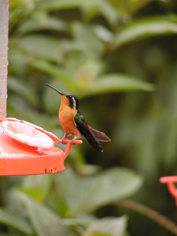 151 Monteverde Hummingbird P2230143