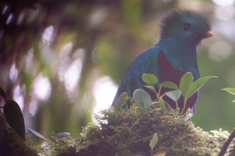 161 Monteverde Quetzal (m) DCP_1547a