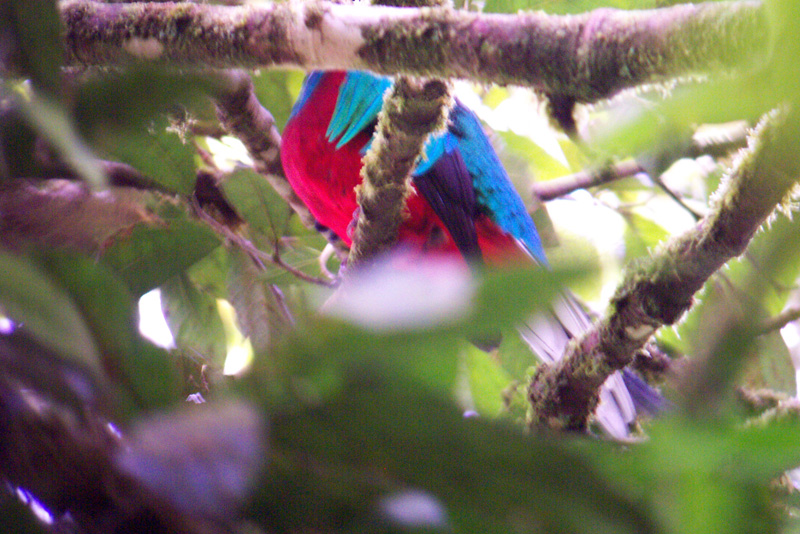 163 Monteverde Quetzal (m)DCP_1534