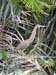 073 Tortuguero Tiger Heron P2190110