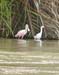 096 Tortuguero Roseate Spoonbill