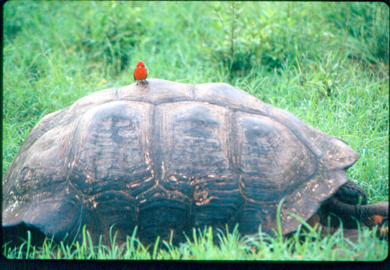 01 Galapagos bird on tortous