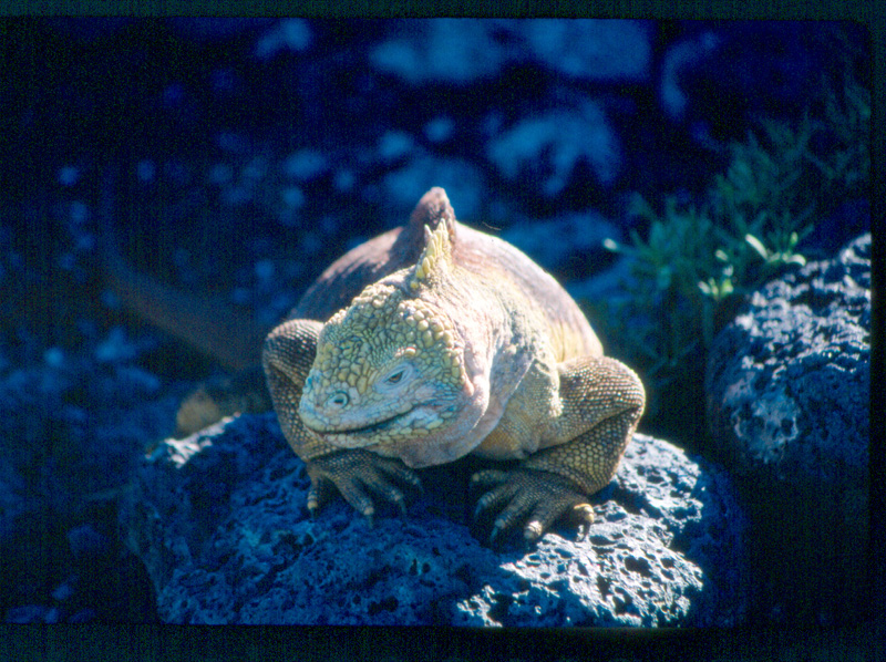 03 Galapagos Blue Iguana