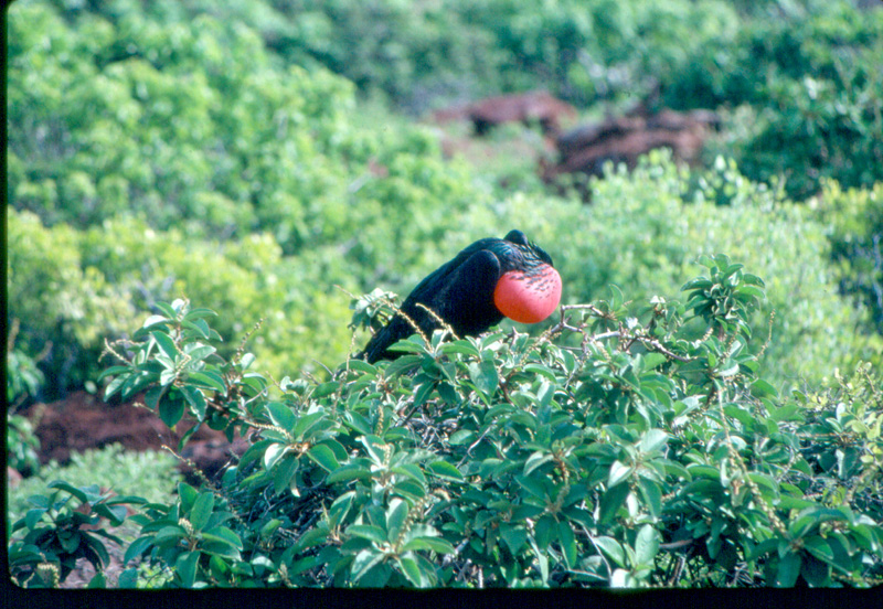 04 Galapagos Friggat bird