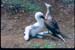 05 Galapagos Blue Footed baby