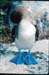 06 Galapagos Blue Footed Booby