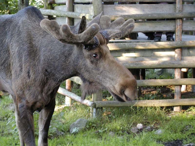 0440 e2 Moose (Skansen) P6210127